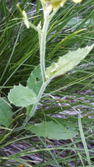Biscutella cichoriifolia