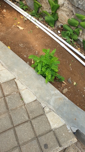 Phyllanthus niruri observed 2026-10-17