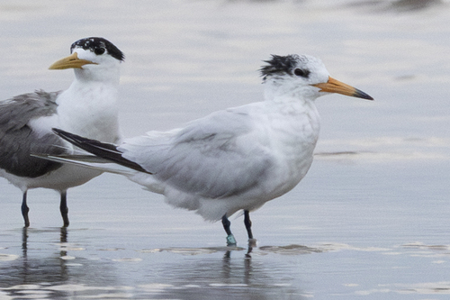 Chinese Crested Tern