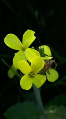 Biscutella cichoriifolia