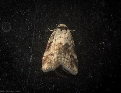 Thallarcha leptographa