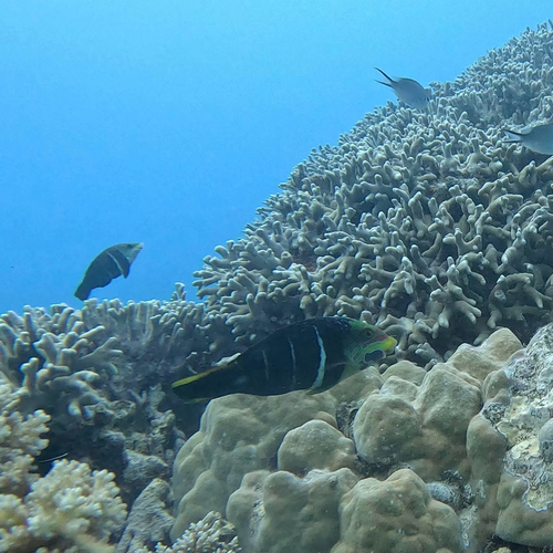 Hemigymnus fasciatus observed 2026-10-16