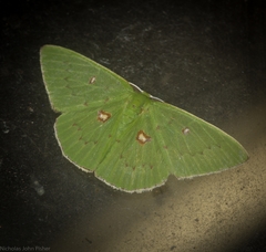 Comostola leucomerata