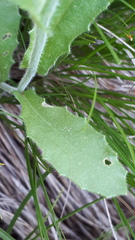 Biscutella cichoriifolia