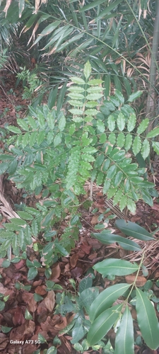 Andira inermis observed 2026-10-17