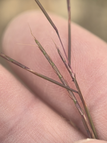 Schizachyrium brevifolium observed 2026-10-17