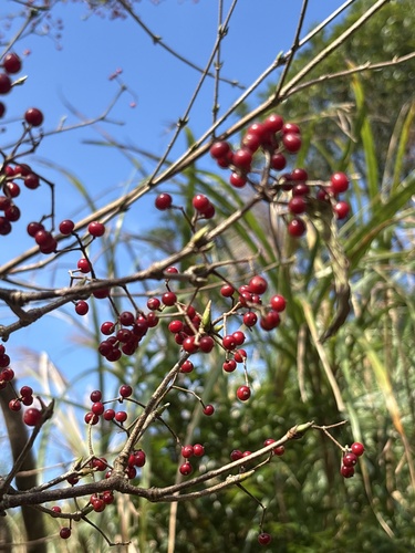 Viburnum luzonicum observed 2026-10-17