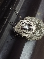 Prionoxystus robiniae