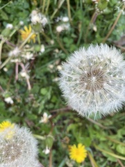 Taraxacum officinale