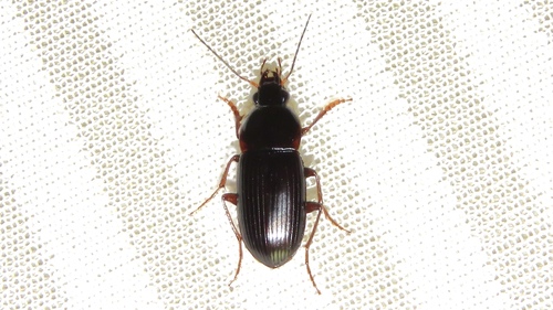 Oodes parallelus