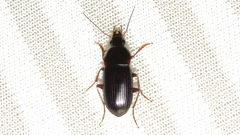 Lachnocrepis parallela