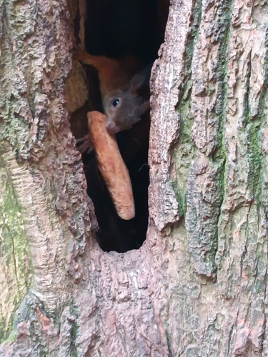 Eurasian Red Squirrel