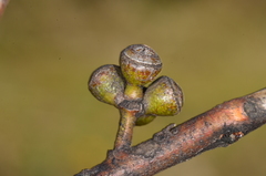 Eucalyptus aromaphloia