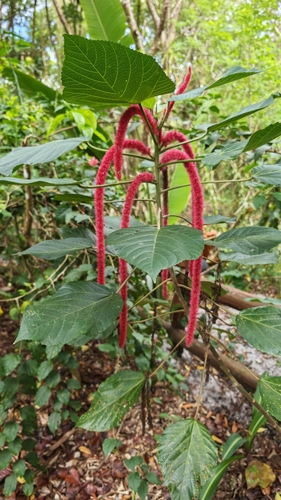 Acalypha hispida observed 2026-10-17
