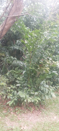Caryota mitis observed 2026-10-17