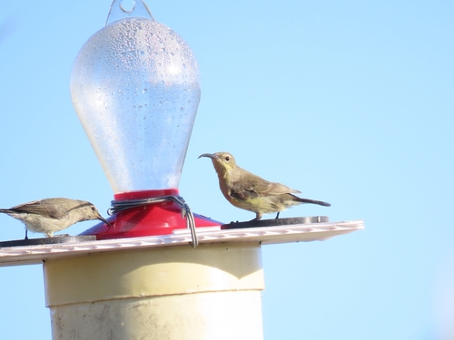 iNaturalist image