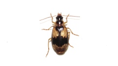 Lebia fuscata