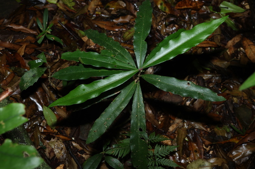 Syzygium ingens, 2026-10-16