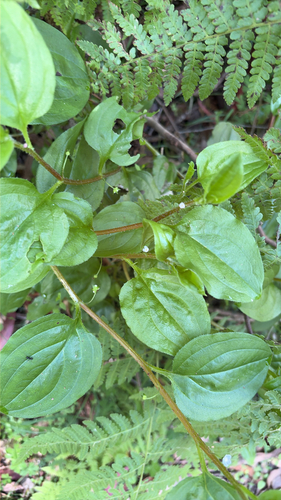 Hackelia latifolia, 2026-10-17