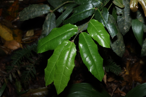 Wilkiea macrophylla, 2026-10-16