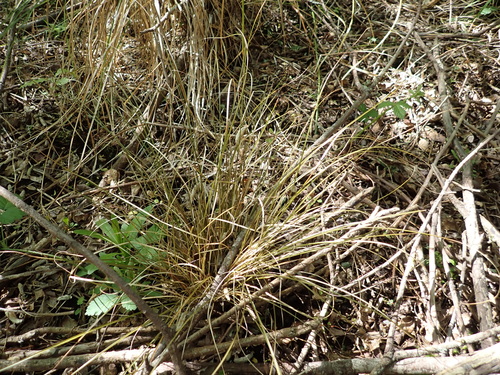 Carex observed 2026-10-17
