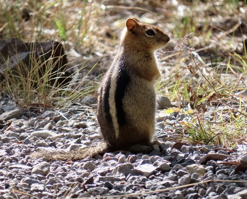 Common Golden-mantled Ground Squirrel observed by geodani