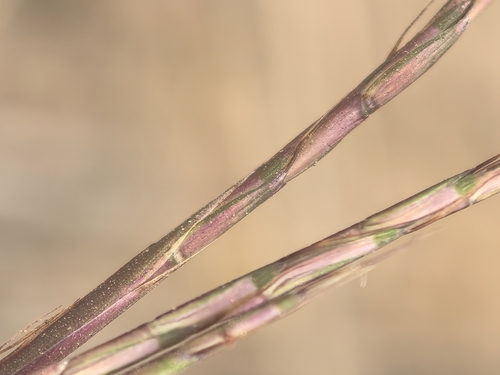 Schizachyrium brevifolium observed 2026-10-17