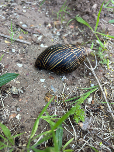 Achatina zebra observed 2026-10-16