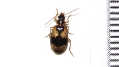 Lebia fuscata