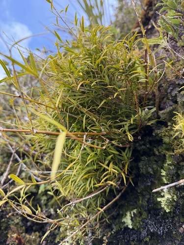 Dendrobium cunninghamii observed 2026-10-15
