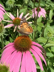 Vanessa virginiensis