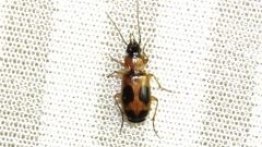 Badister neopulchellus