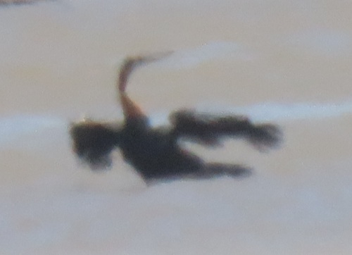 iNaturalist image