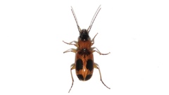 Badister neopulchellus