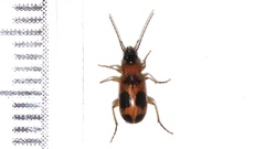 Badister neopulchellus