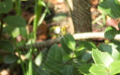 Alpaida variabilis