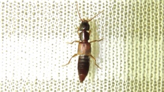 Achenomorphus corticinus