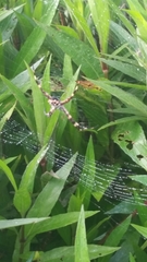 Argiope argentata image
