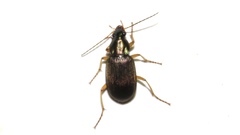 Chlaeniellus
