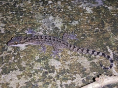 Cyrtodactylus marmoratus