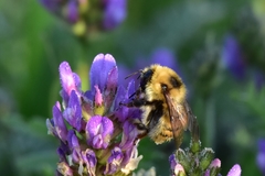 Bombus laesus