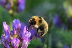 Bombus laesus