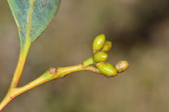 Eucalyptus aromaphloia