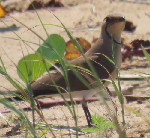 iNaturalist image