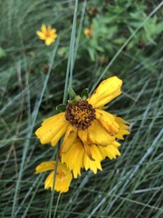 Coreopsis auriculata