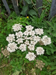 Heracleum sphondylium