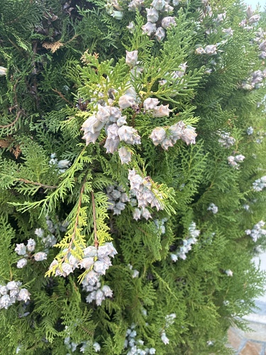Chinese arborvitae