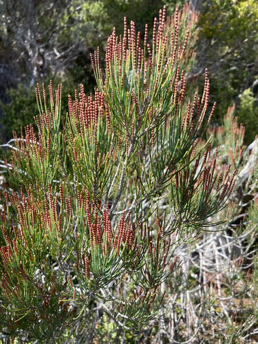 Allocasuarina monilifera observed 2026-10-16