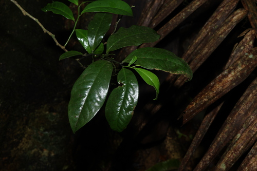 Eupomatia laurina observed 2026-10-16