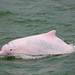 Indo-Pacific Humpback Dolphin - Photo (c) Stephen Ng, some rights reserved (CC BY-NC), uploaded by Stephen Ng